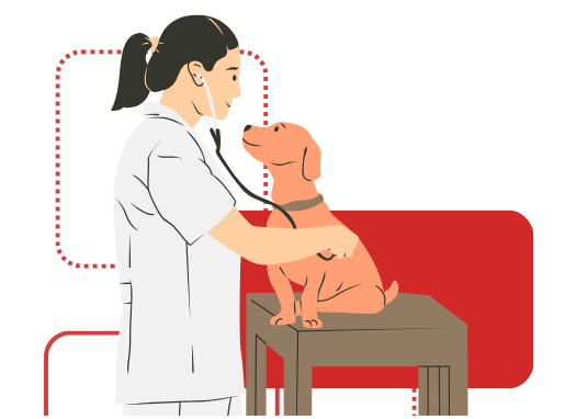 weterynarz opiekuje się psem